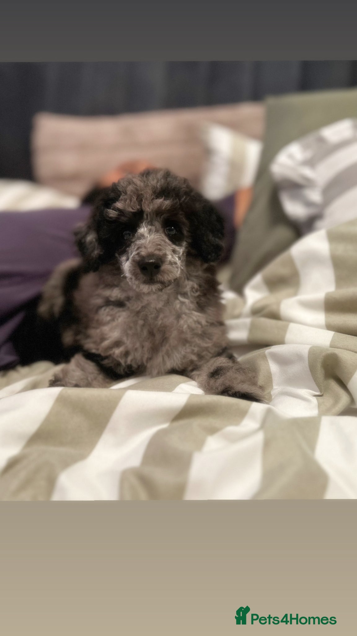 Toy Poodle dogs Toy poodle for sale  - Advert 1