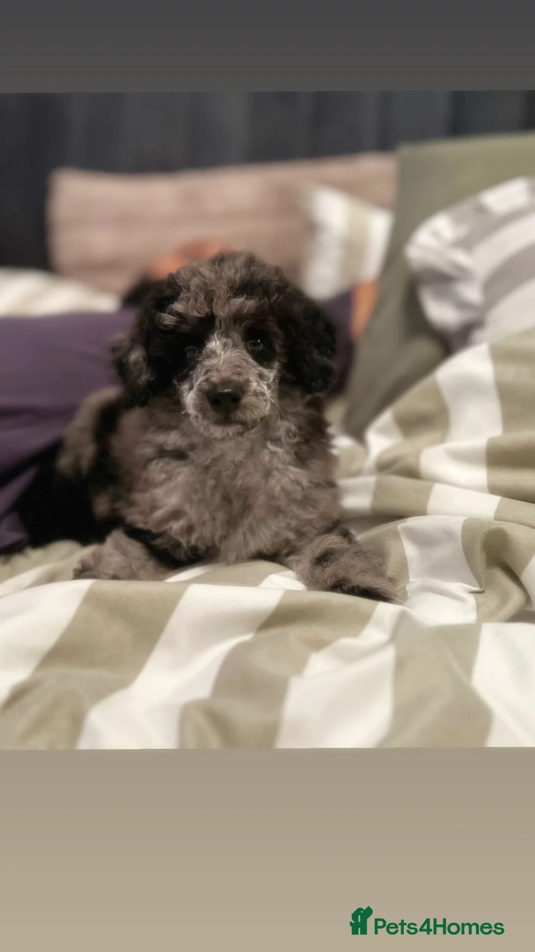 Toy Poodle dogs for sale: Toy poodle for sale  in Colchester - Advert 1