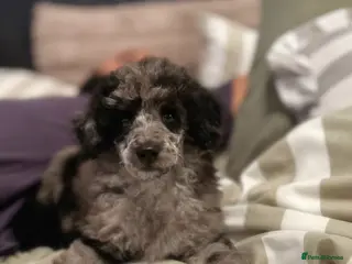 Toy Poodle dogs Toy poodle for sale - Advert 5