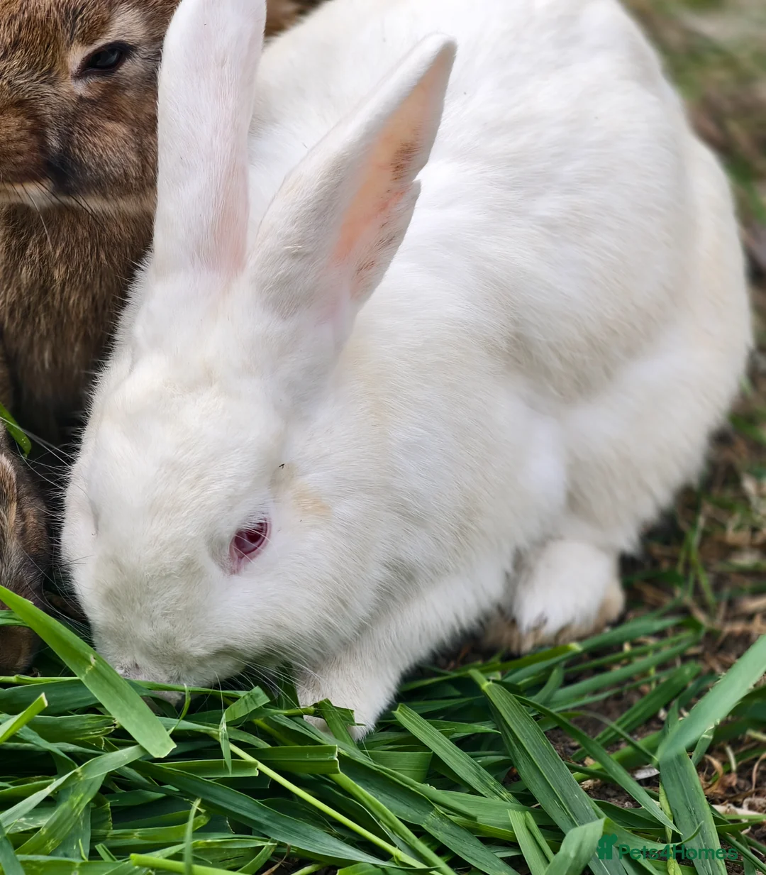 New Zealand rabbits for sale: Male new zealand bunny free urgent - Advert 2