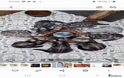 Bengal cats for sale: Female and male Bengal kittens - Advert 7