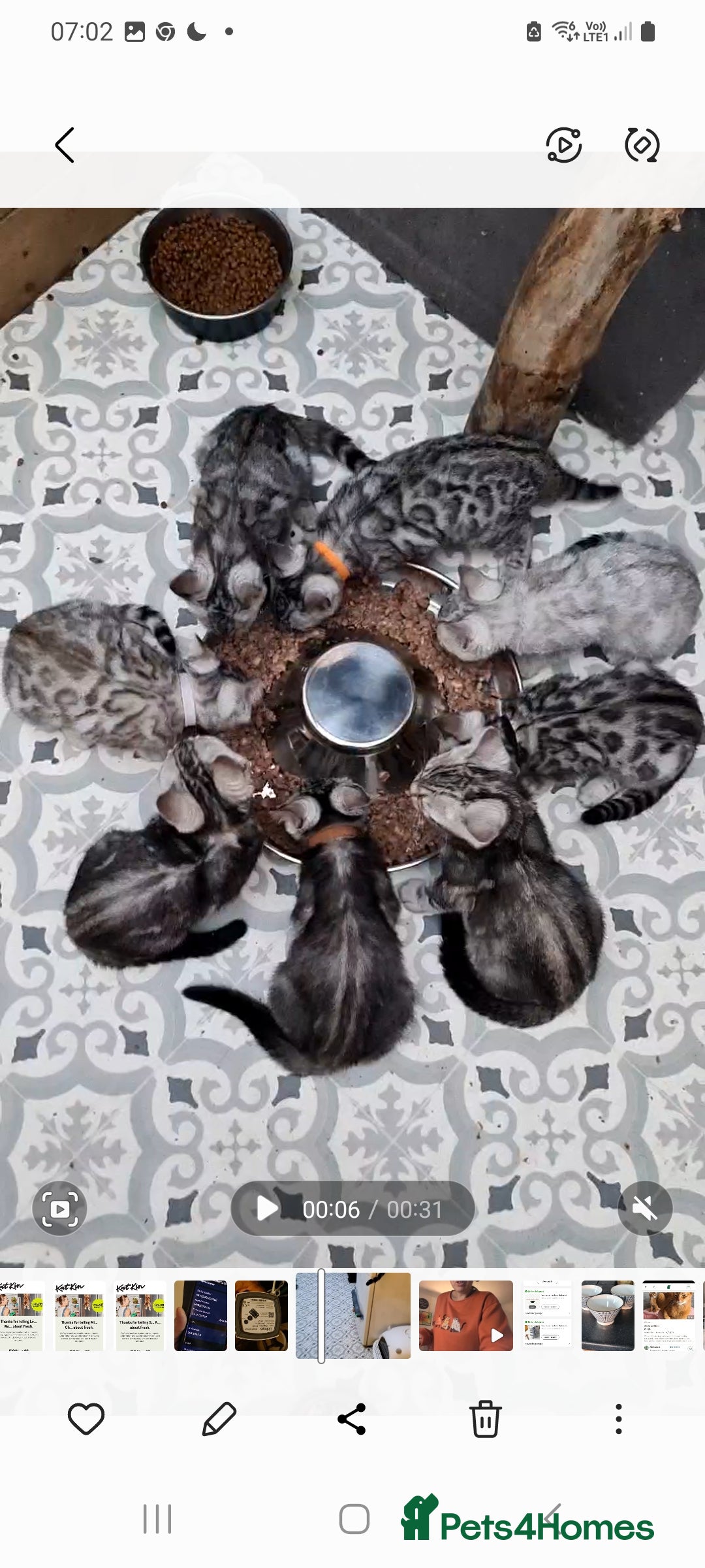 Bengal cats for sale: Female and male Bengal kittens - Advert 7