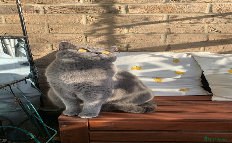 British Shorthair cats - Advert 2