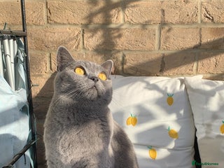 British Shorthair cats - Advert 28