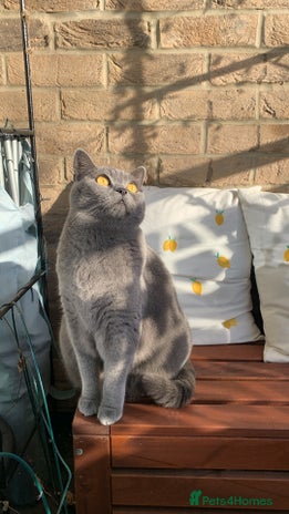 British Shorthair cats - Advert 2