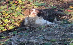 English Springer Spaniel dogs for sale: KC Reg FTCH English Springer Spaniel Puppies  - Image 6
