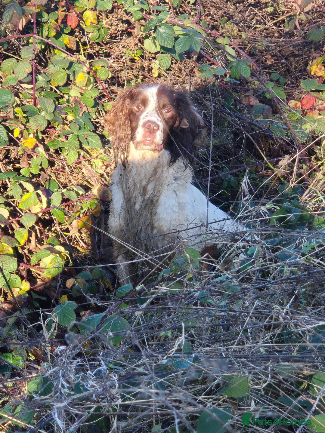 English Springer Spaniel dogs for sale: KC Reg FTCH English Springer Spaniel Puppies  - Image 6