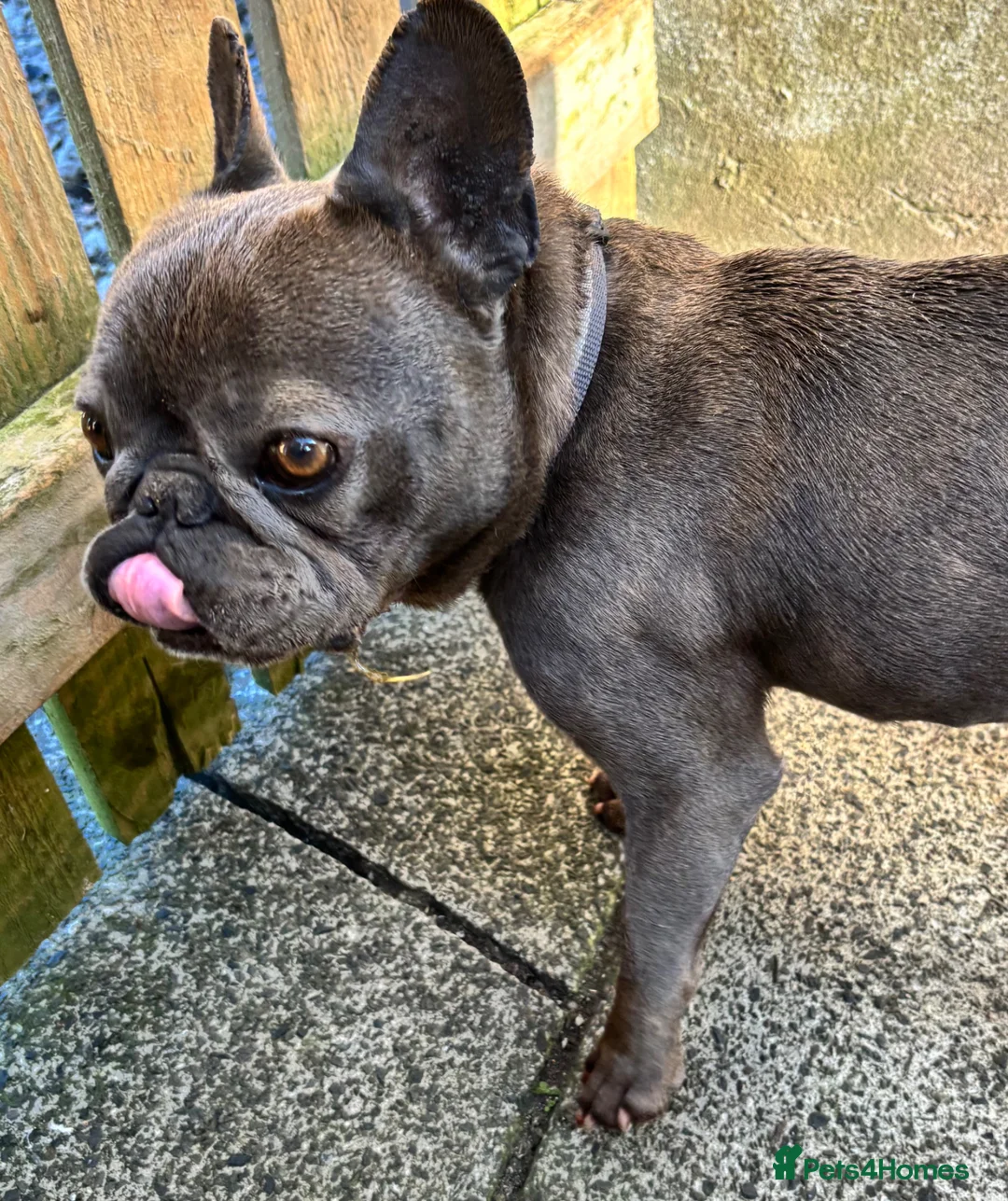 French Bulldog dogs for sale: 4 year old French bulldog - Advert 1