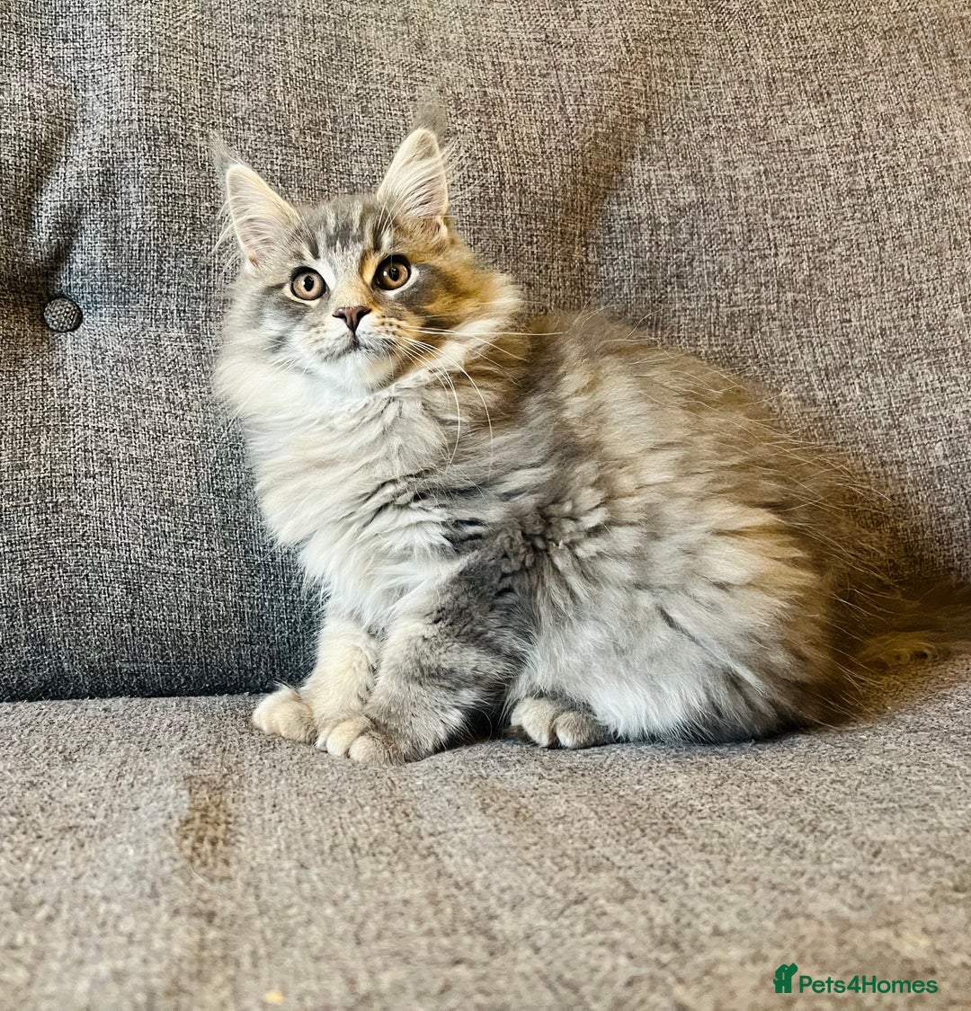 Maine Coon cats for sale: Purebred Maine Coon Male Kittens. Blue,Tabby,Black - Image 2