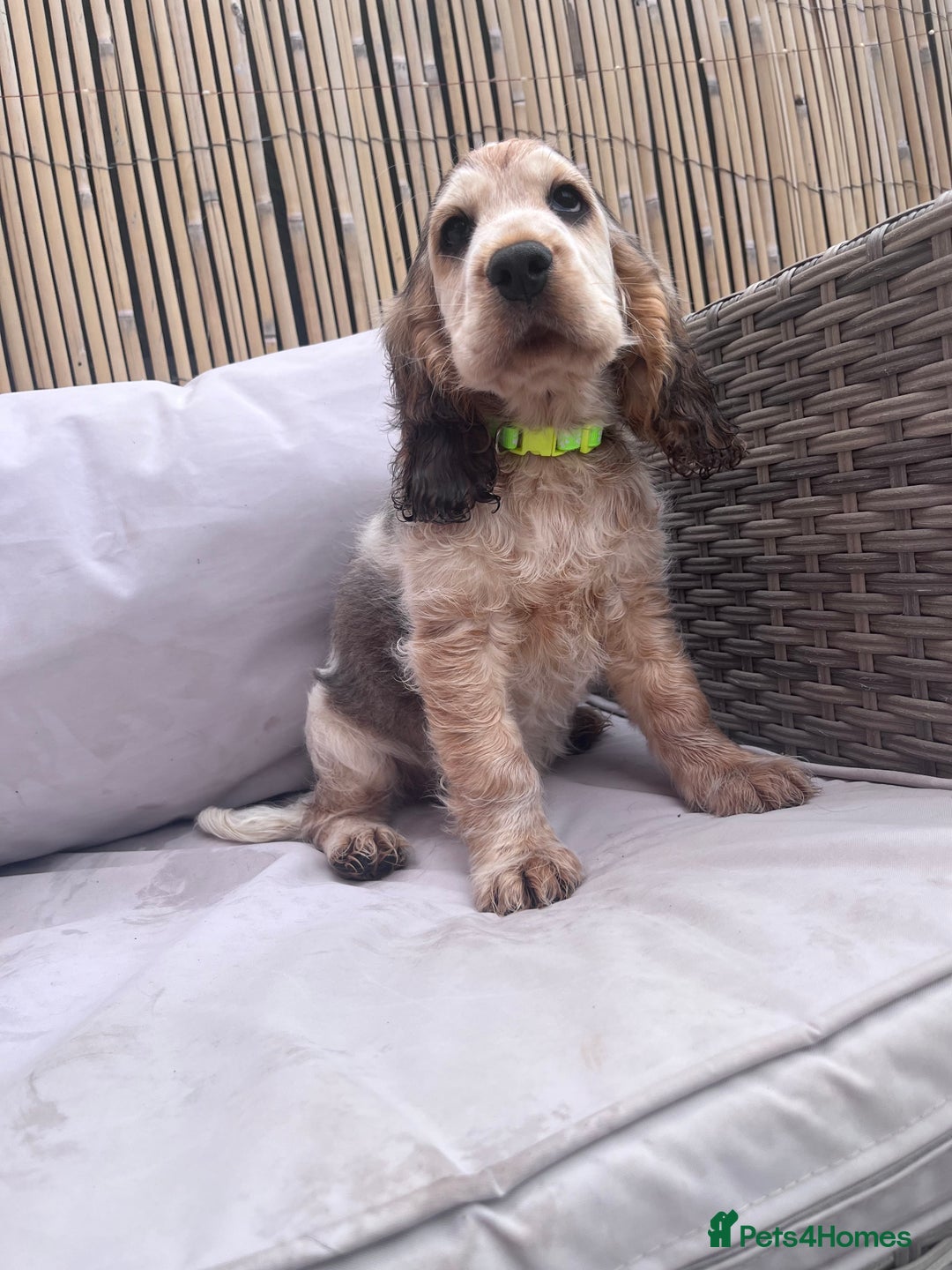 Cocker Spaniel dogs for sale: Cocker spaniel puppy - Image 6