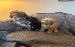 Toy Poodle dogs for sale: 2 Male Pure Toy Poodle Pups - Image 9