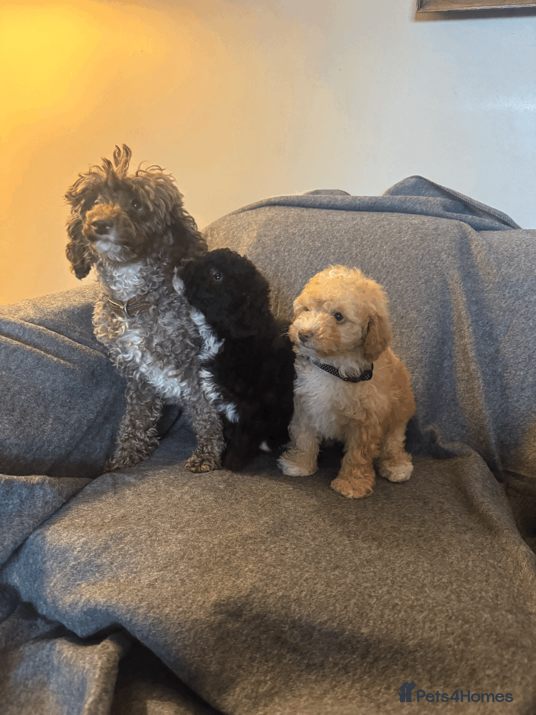 Toy Poodle dogs for sale: 2 Male Pure Toy Poodle Pups - Image 9