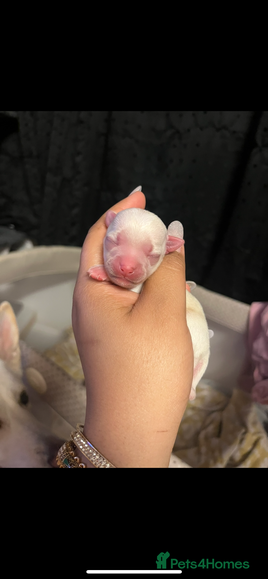 Chihuahua dogs for sale: 3 small chihuahua puppies  - Image 23