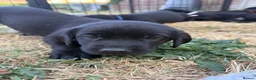 Labrador Retriever dogs for sale: 9 gorgeous KC registered black Labrador retrievers - Advert 19
