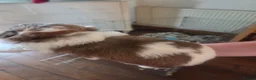 Shih Tzu dogs for sale: 3 Beautiful shih tzu puppies  in Newport - Advert 14