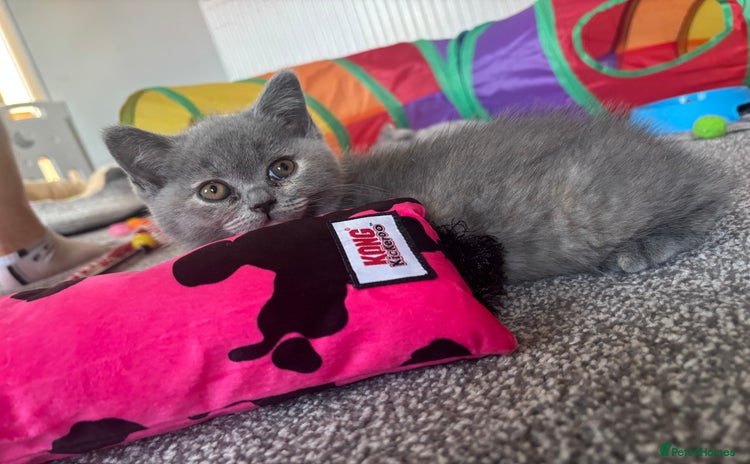 British Shorthair cats - Advert 5