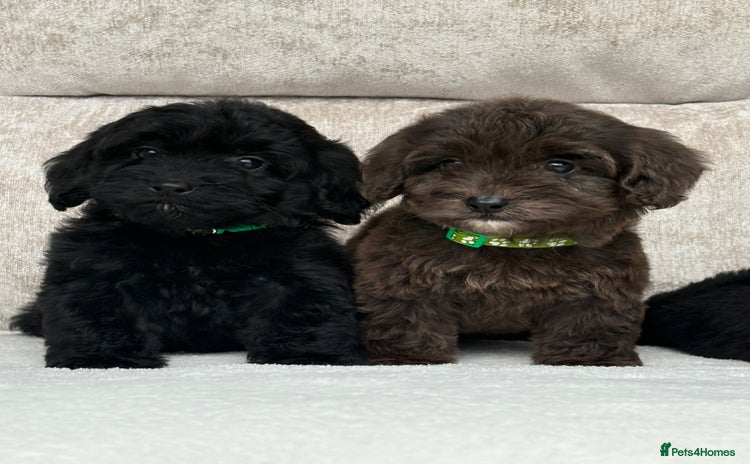 Cockapoo dogs - Advert 1