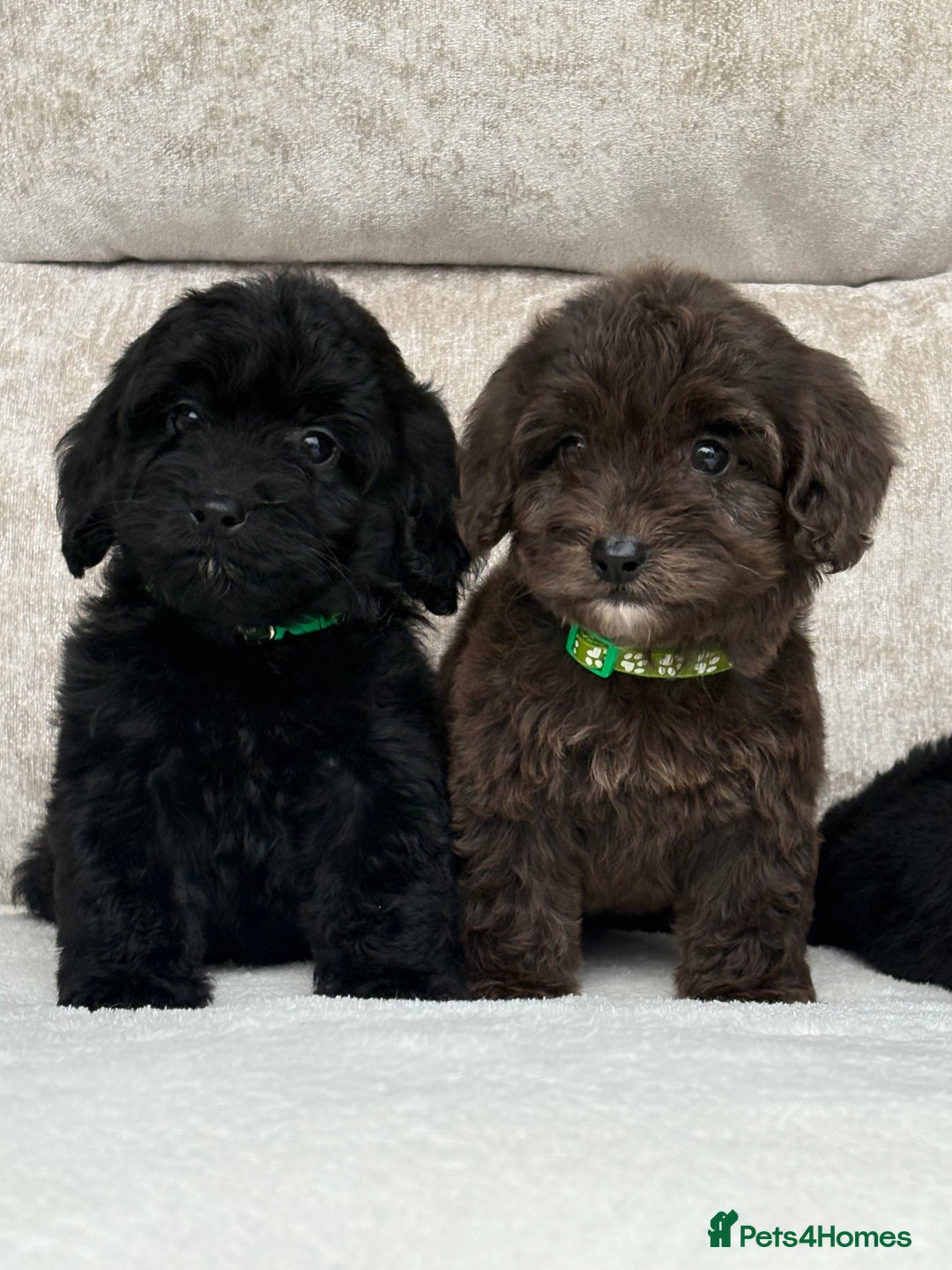Cockapoo dogs for sale: 😍😍 F1 cockapoo puppies 😍😍 - Image 2