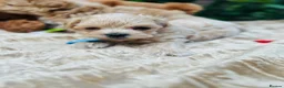 Maltipoo dogs for sale:  **  Maltipoo Puppy – Beautiful Teddy Bear Face - Advert 4