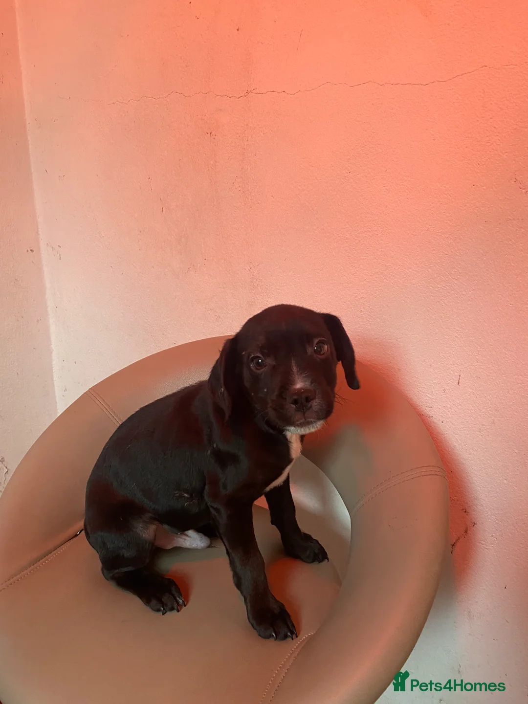 German Shepherd dogs for sale: Sringer spaniel cross puppy - Advert 1