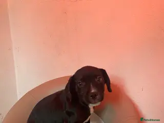 German Shepherd dogs Sringer spaniel cross puppy - Advert 17