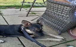 Mixed Breed dogs for adoption: Nera: A Sweet girl 🩷 in March - Image 7