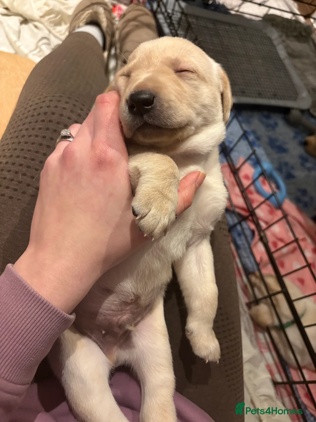 Labrador Retriever dogs for sale: Labrador Retriever Puppies 🐶  - Advert 31