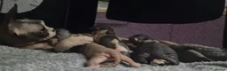 Sphynx cats for sale: 🩷Beautiful Sphynx Girls Looking for Forever Homes in Leicester - Advert 12