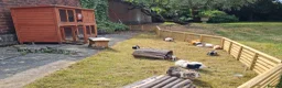 Guinea Pig rodents for sale: Herd of guinea pigs for sale in Chippenham - Advert 17