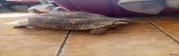 Tortoise reptiles for sale: Leopard adult female egg laying tortioses  - Advert 6