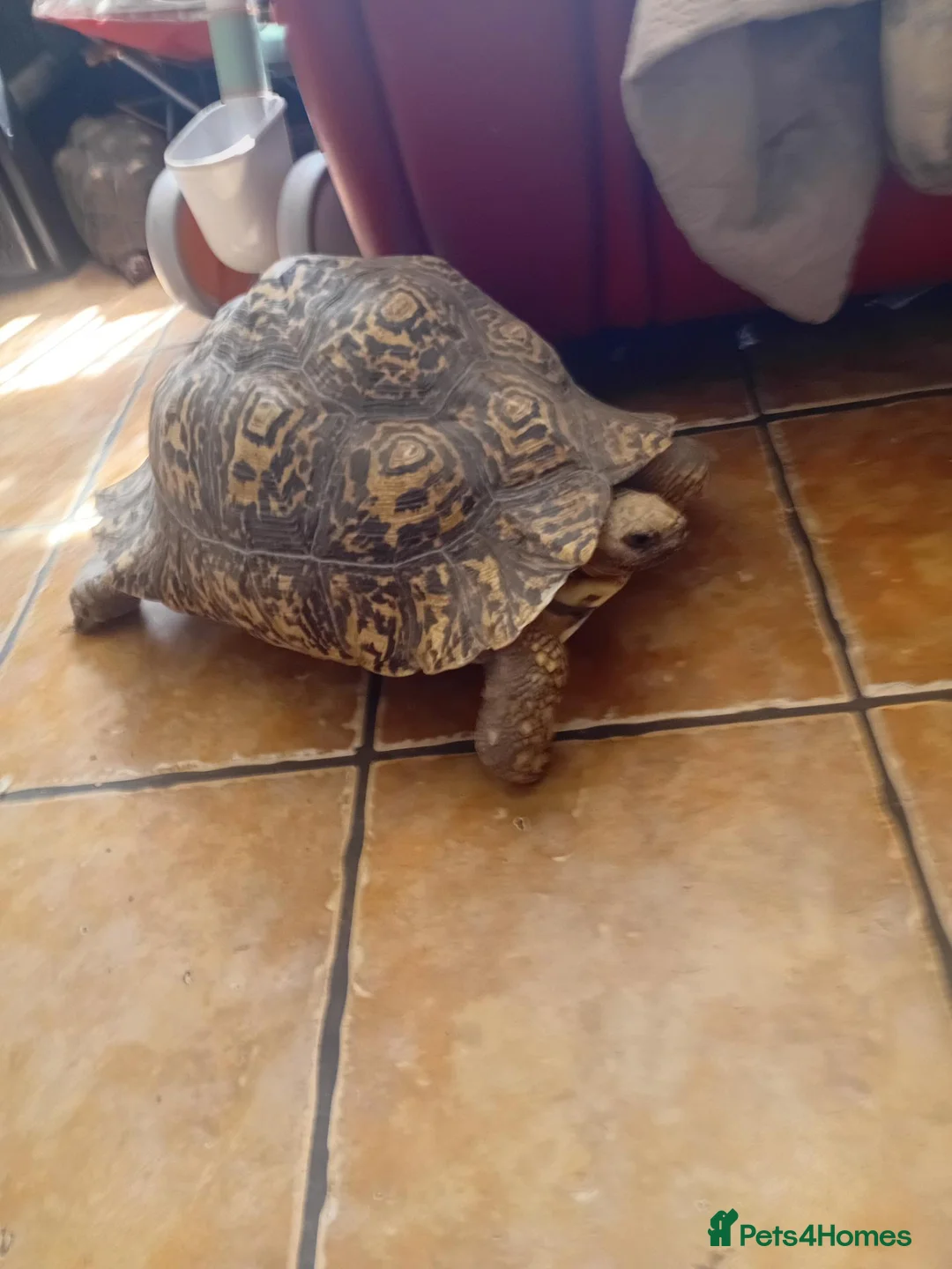 Tortoise reptiles for sale: Leopard adult female egg laying tortioses  - Advert 6