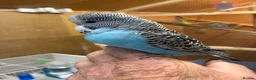 Budgerigars birds for sale: Baby budgies  - Advert 3