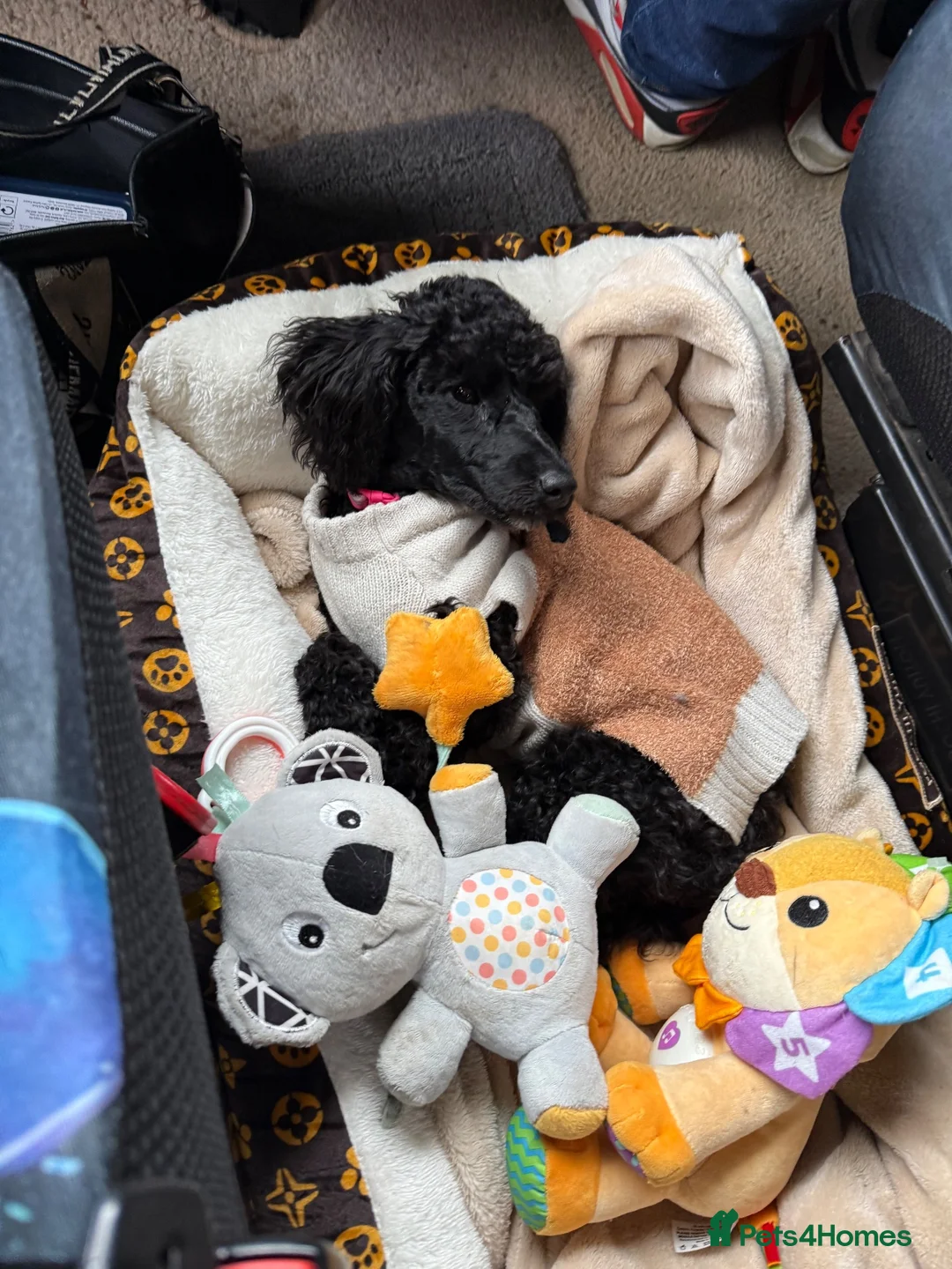 Miniature Poodle dogs for sale: BlackMiniature poodle in Wisbech - Advert 2