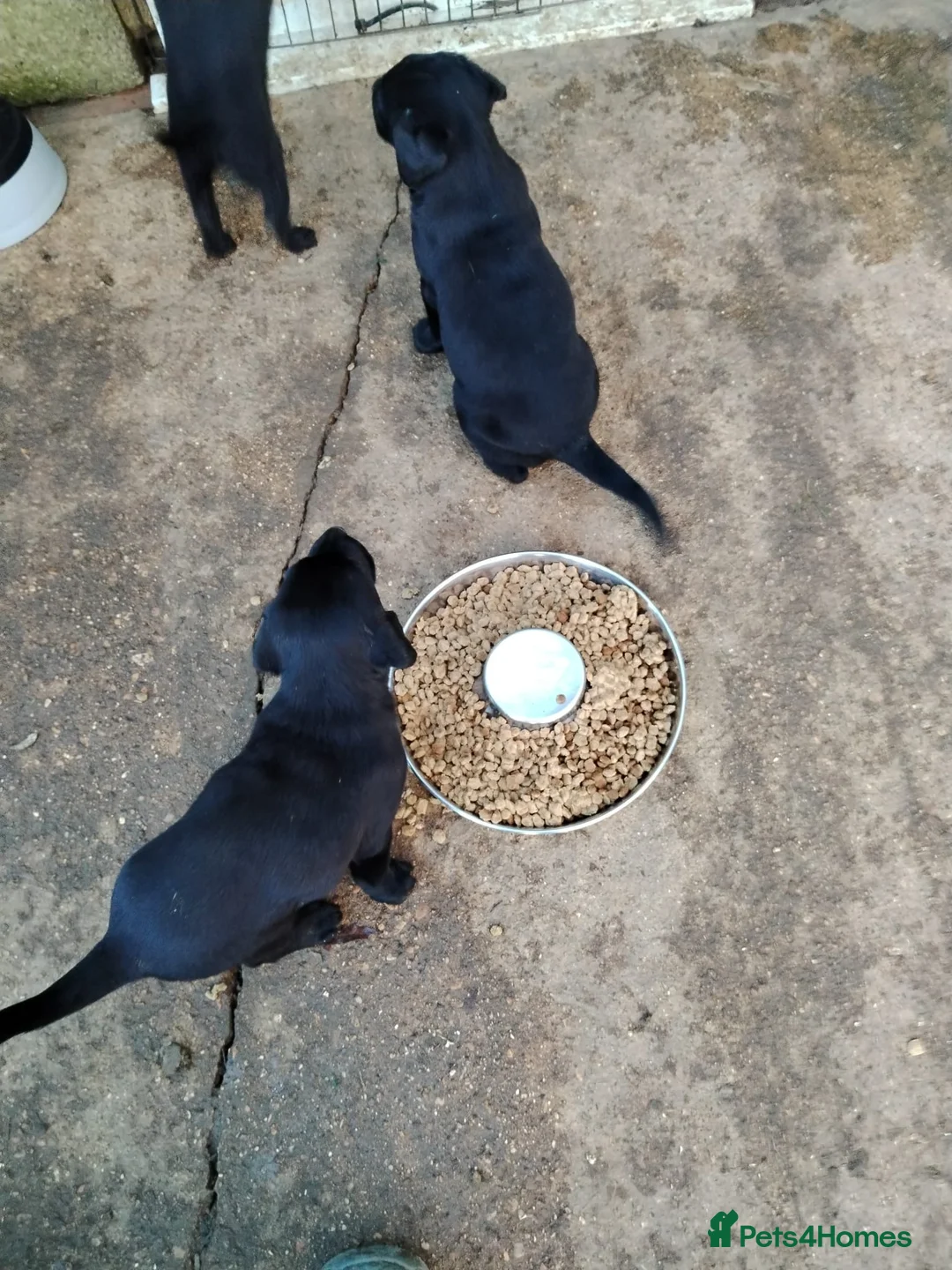 Labrador Retriever dogs for sale: Black Labradors puppies For Sale - Advert 4