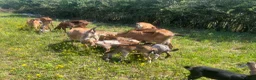 Goats livestock for sale: Anglo Nubians Boer and sannen  in Stevenage - Advert 7