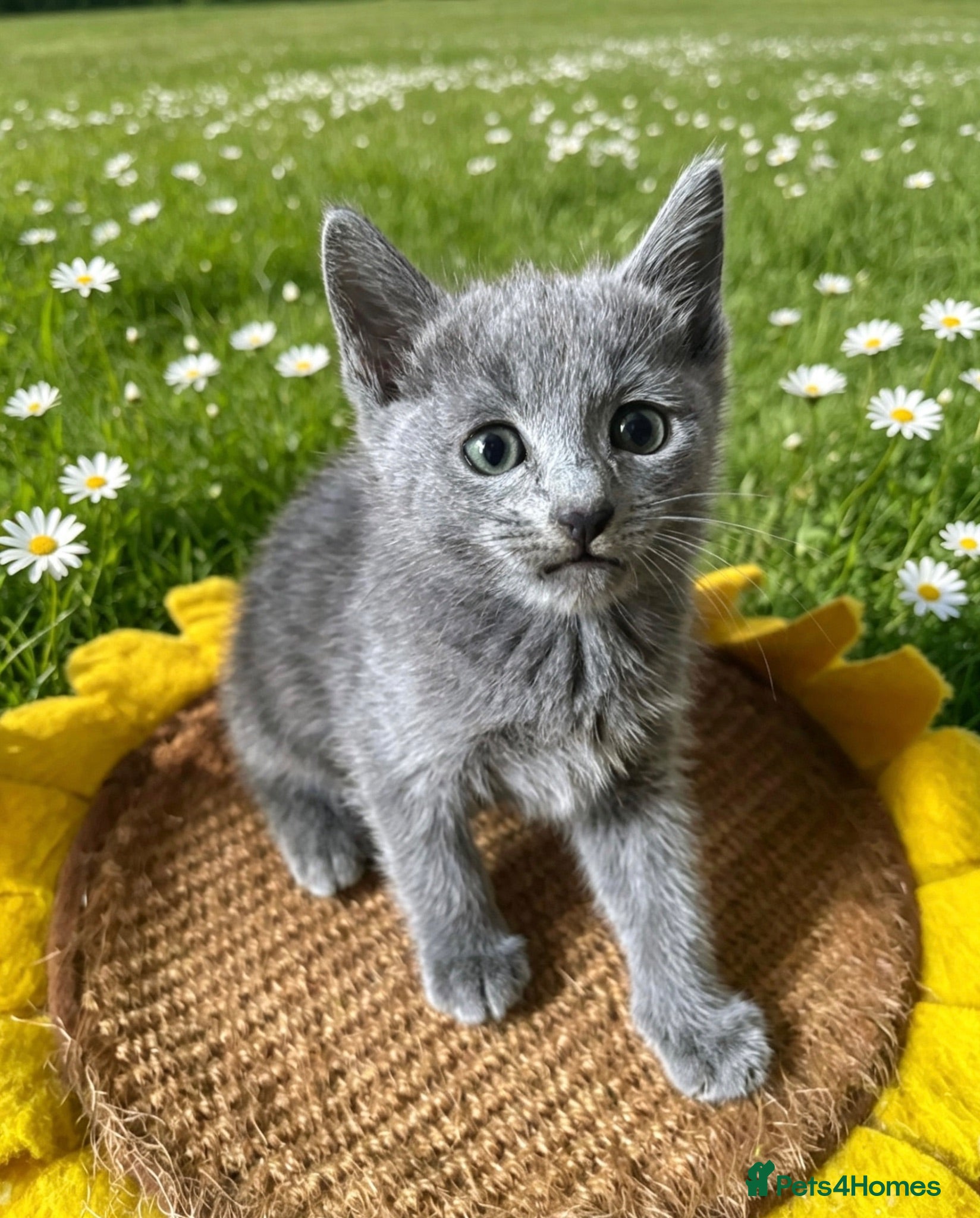 Russian Blue cats PURE PEDIGREE RUSSIAN BLUE KITTENS INSTAGRAM STARS - Advert 1