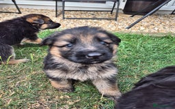German Shepherd dogs for sale: Last German Shepherd girl remaining  - Image 14