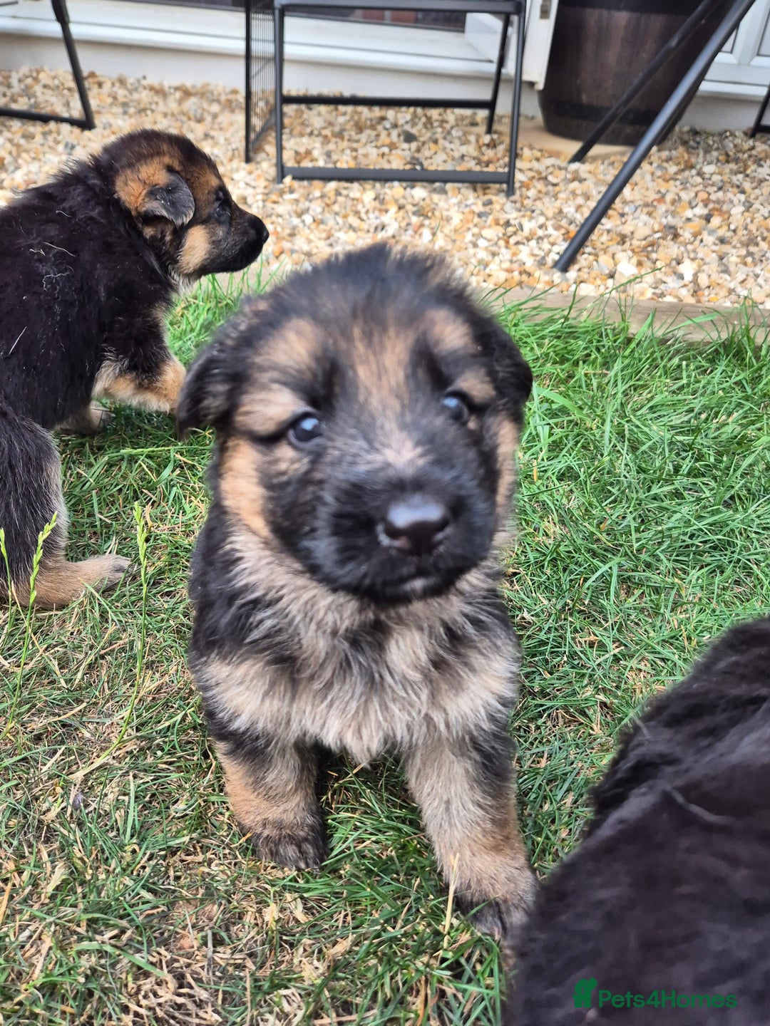 German Shepherd dogs for sale: Last German Shepherd girl remaining  - Image 14