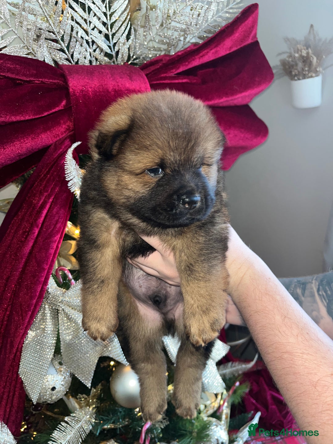 Chow Chow dogs for sale: Chow chow pups - Advert 6