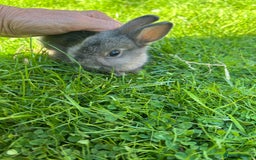 Netherland Dwarf rabbits for sale: Beautiful Netherland dwarf baby bunnies  - Image 3