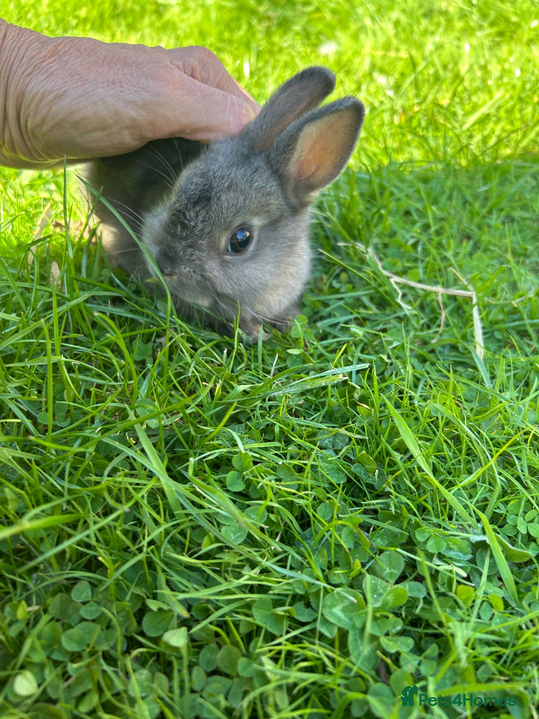 Netherland Dwarf rabbits for sale: Beautiful Netherland dwarf baby bunnies  - Image 3