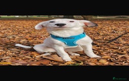 Mixed Breed dogs for adoption: Kira for adoption - Image 2