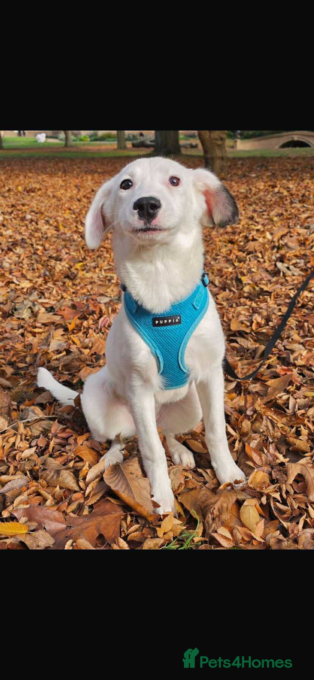 Mixed Breed dogs for adoption: Kira for adoption - Image 2