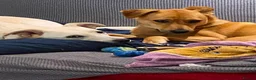 Mixed Breed dogs for adoption: ❤️🐶 TOSCA – A LITTLE RAY OF SUNSHINE in Nottingham - Advert 14