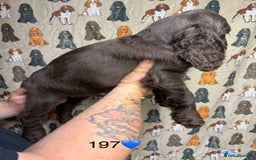 Cocker Spaniel dogs for sale: Chunky show type cocker spaniels  - Image 18