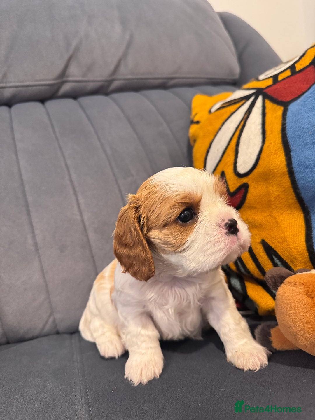 Cavalier King Charles Spaniel dogs for sale: Cavalier Pups – 0.10% COI, Health Tested, KC Reg - Image 21