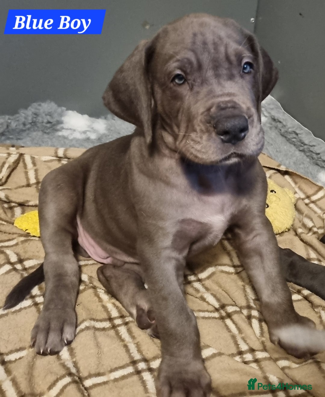 Great Dane dogs for sale: Exceptional pups, viewings welcome - Advert 21