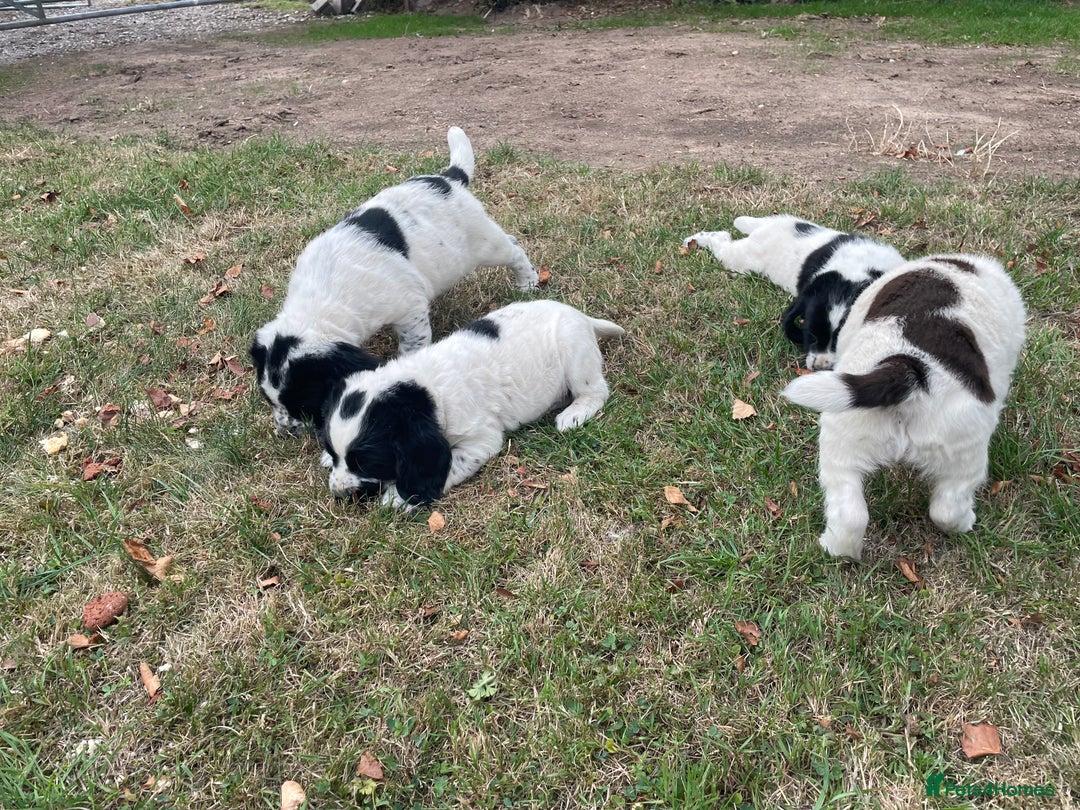 Sprocker dogs for sale: 5x gorgeous sprocker spaniel puppies for sale - Image 3