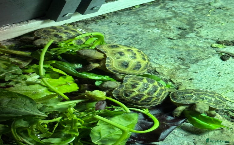 Tortoise reptiles - Advert 1