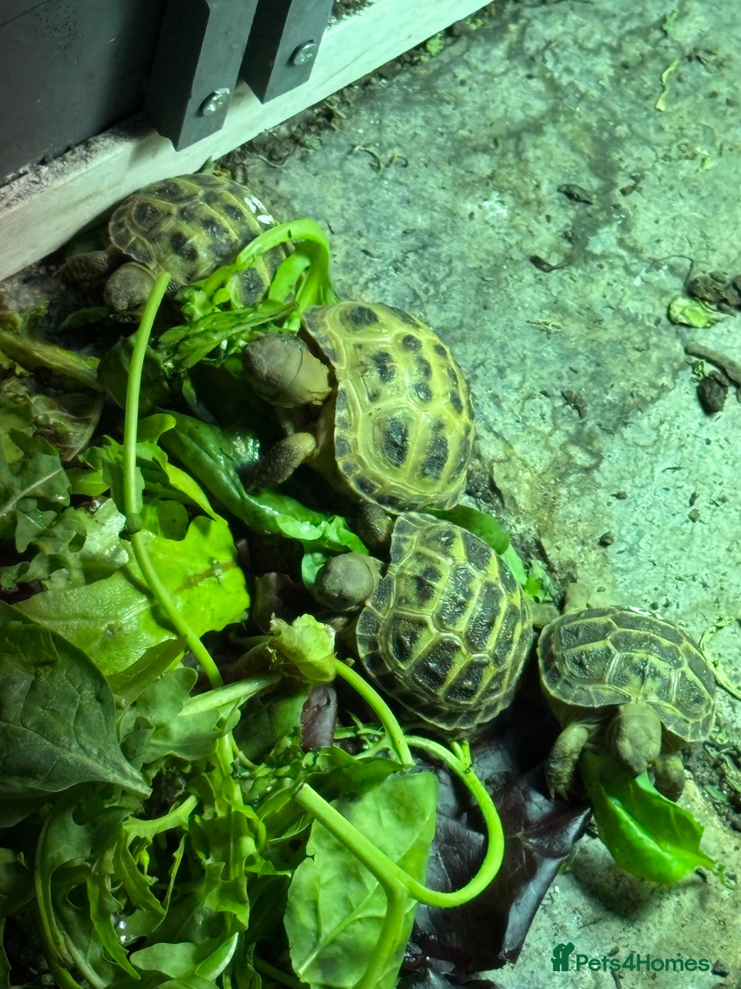 Tortoise reptiles for sale: Tortoise  - Image 1